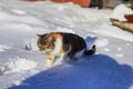 Wild felis catus domesticus is walking through the snow in wonderful day. Domestic cat is playing with snow and with ball. Concept