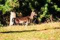 Wild Fellow deer in a forst in New Zealand Royalty Free Stock Photo