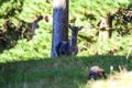 Wild Fellow deer in a forst in New Zealand Royalty Free Stock Photo