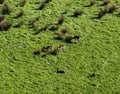 Wild Fellow deer in a forst in New Zealand Royalty Free Stock Photo