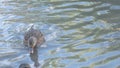 wild femail mallard ducks ( anas platyrhynchos) swimming in the beautiful pond at autumn day. close up. wild life