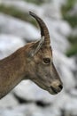 Wild female alpine ibex - steinbock portrait