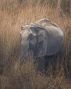 wild female asian elephant or Elephas maximus closeup drinking water or quenching thirst from ramganga river at dhikala zone of Royalty Free Stock Photo