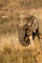 wild female asian elephant or Elephas maximus indicus face closeup at dhikala zone of jim corbett national park uttarakhand india Royalty Free Stock Photo