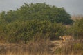 Wild female bengal tiger or panthera tigris tigris in action to hunt prey at dhikala forest jim corbett national park or tiger