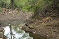 wild female bengal tiger or panthera tigris coming to waterhole for quenching her thirst in hot summer season evening safari at