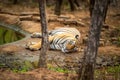 wild female bengal tiger or panthera tigris with eye contact resting near waterhole after having morning meal to cool her body in