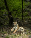 wild female bengal tiger or panthera tigris with face expression and eye contact in natural scenic green and isolated black Royalty Free Stock Photo