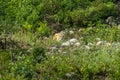 Wild female bengal tiger or panthera tigris tigris on morning territory stroll in natural green vegetation in safari at dhikala Royalty Free Stock Photo