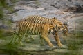 Wild female bengal tiger panthera tigris mother Loving moment with cub stroll walking together in territory morning safari at Royalty Free Stock Photo