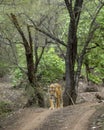 wild female bengal tiger or panthera tigris a showstopper walking head on safari track road in morning territory stroll natural