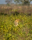 wild female bengal tiger or panthera tigris with spotted deer or chital kill neck in jaws mouth with eye contact in natural green Royalty Free Stock Photo