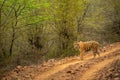 wild female bengal tiger or panthera tigris walking or crossing forest trail or road during territory marking in evening safari at Royalty Free Stock Photo