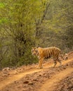 wild female bengal tiger or panthera tigris walking or crossing one of forest trail or road during territory marking in evening Royalty Free Stock Photo