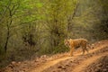 wild female bengal tiger or panthera tigris walking or crossing one of forest trail or road during territory marking in evening Royalty Free Stock Photo