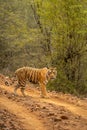 wild female bengal tiger or panthera tigris walking or crossing one of forest trail or road during territory marking in evening