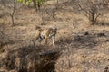 wild female bengal tiger or tigress or panthera tigris walking or territory stroll in dry forest and in hot humid summer season