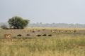 Wild female blackbuck or antilope cervicapra or indian antelope grazing in scenic grassland landscape and flock of birds and herd