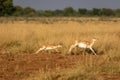 wild female blackbuck or antilope cervicapra or Indian antelope with her baby or fawn running in grassland of velavadar national Royalty Free Stock Photo