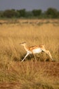 wild female blackbuck or antilope cervicapra or Indian antelope running in grassland of velavadar national park gujrat india asia Royalty Free Stock Photo