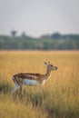 wild female blackbuck or antilope cervicapra or Indian antelope side profile Royalty Free Stock Photo