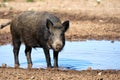 Wild female boar having bath into water and mud