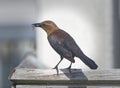 Wild female boat-tailed grackle Quiscalus major Royalty Free Stock Photo