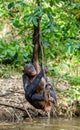 Wild female Bonobo hanging from lianas and drink from pond