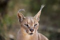 Wild female Caracal portrait in Namibian savannah