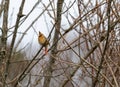 Female cardinal perched on twig in tree Royalty Free Stock Photo