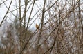 Female cardinal perched on twig of tree Royalty Free Stock Photo