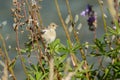 Female Chaffinch