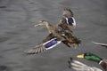 Wild female duck in flight