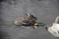 Wild female duck in flight