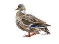 Wild female duck