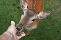 Wild Female Fallow deer feeding by hand.