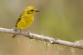 Flame-colored Tanager Royalty Free Stock Photo