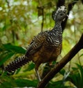 Great curassow Royalty Free Stock Photo