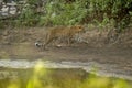 Wild female leopard or panther walking with reflection at waterhole during monsoon green season outdoor wildlife safari at jhalana Royalty Free Stock Photo