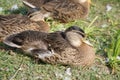 The wild female mallard duck