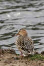 Wild Female Mallard Duck on Shore