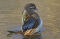 A wild female Mandarin duck Aix galericulata flapping its wings whilst swimming in a lake in the UK. Royalty Free Stock Photo