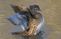 A wild female Mandarin duck Aix galericulata flapping its wings whilst swimming in a lake in the UK. Royalty Free Stock Photo