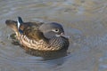 A pretty female Mandarin duck Aix galericulata swimming in a lake in the UK. Royalty Free Stock Photo