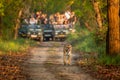 wild female mother tiger panthera tigris face expression calling her missing cubs giving stress call and blurred safari vehicles