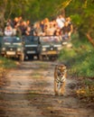 wild female mother tiger panthera tigris face expression calling her missing cubs giving stress call and blurred safari vehicles