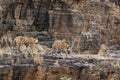 wild female mother tiger showing each place of territory to her young son or cub strolling on mountain rock hill in hot summer Royalty Free Stock Photo