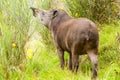 Wild Female Mountain Tapir Royalty Free Stock Photo