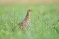 Wild female pheasant standing in a grass