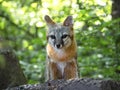 Wild female Red Fox